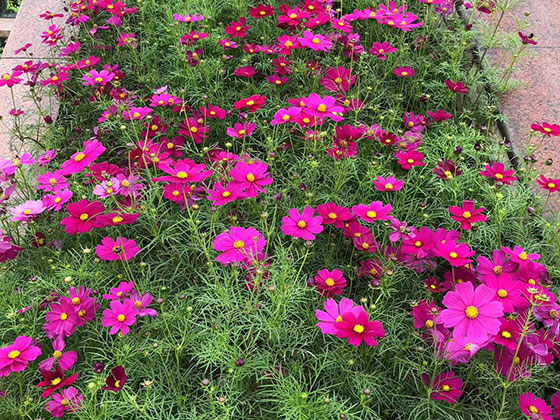 咸阳鲜花绿植|绿植批发